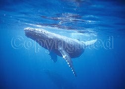 Tom Haseltine Photography Cards Baby Humpback Whale Postcard