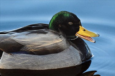 Tom Haseltine Photography Cards Laughing Duck Postcard