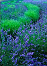 Tom Haseltine Photography Cards Lavender Swirl Postcard