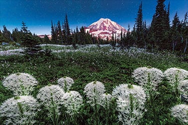 Tom Haseltine Photography Cards Nighttime Skies with Bear Grass Postcard