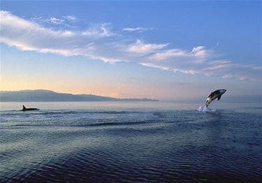 Tom Haseltine Photography Cards Orca Breach Postcard #199