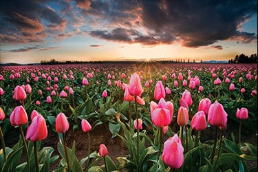 Tom Haseltine Photography Cards Pink Tulip Serenity Postcard