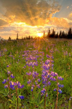 Tom Haseltine Photography Cards Rim of Fire Postcard