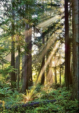 Tom Haseltine Photography Cards Sunray Forest Postcard