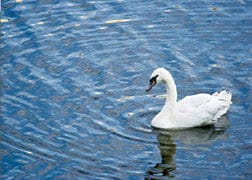 Tom Haseltine Photography Cards Swan Postcard