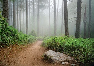 Tom Haseltine Photography Cards The Quiet Path Postcard