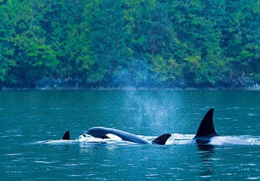 Tom Haseltine Photography Cards Transient Orcas Postcard