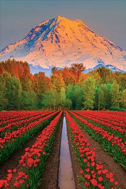 Tom Haseltine Photography Postcard Tulip Garden and Mount Rainier Postcard