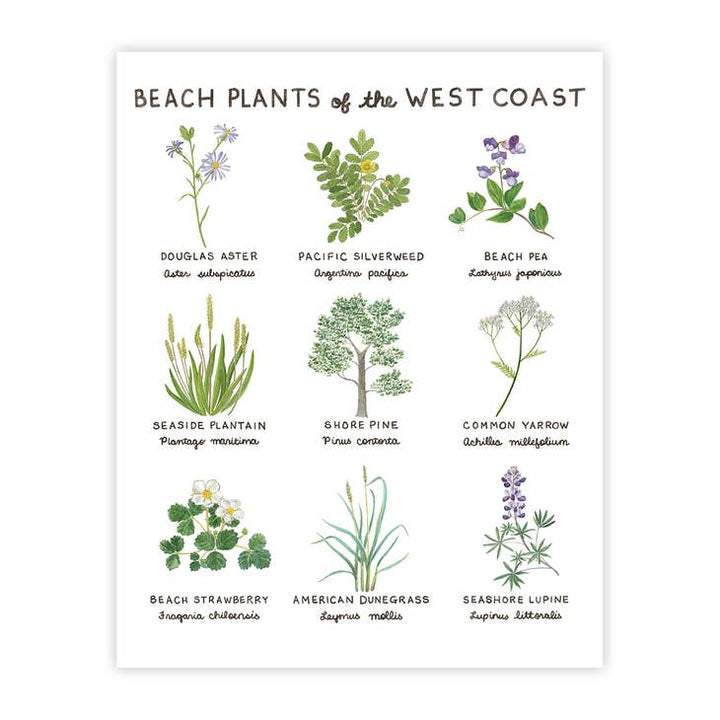 Yardia Art Print Beach Plants of the West Coast - 11" X 14" Nature Art Print