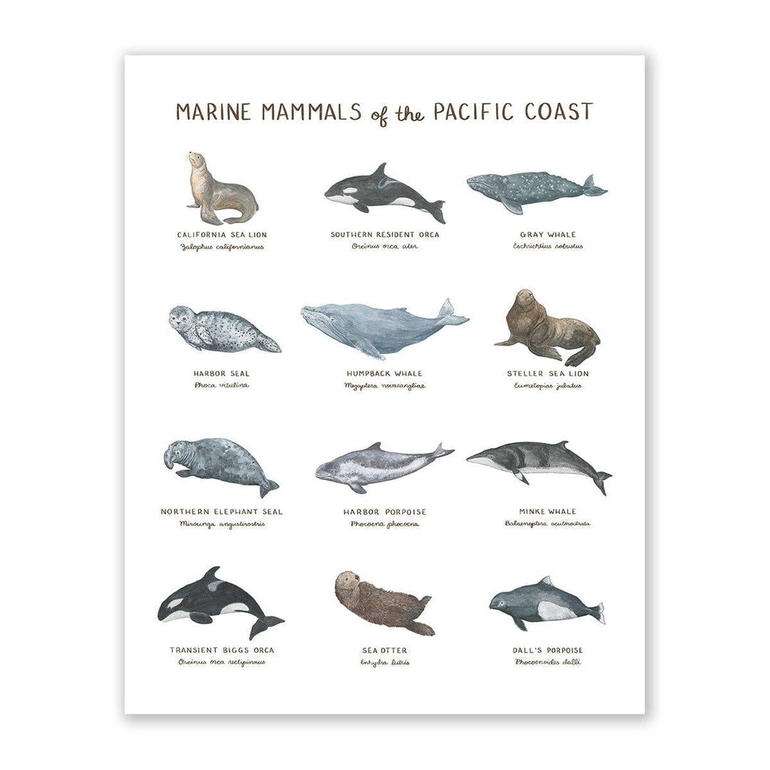 Yardia Home Marine Mammals of the Pacific Coast 11x14 Wall Art Print