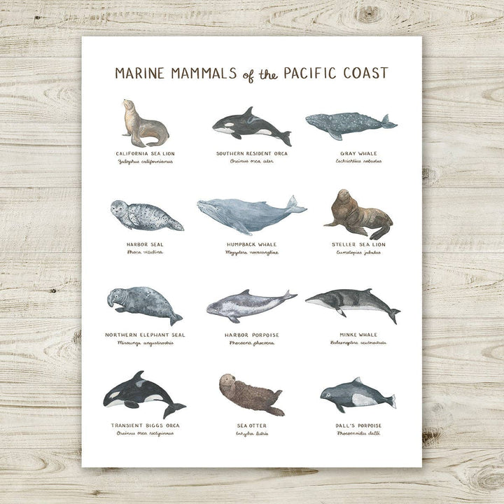 Yardia Home Marine Mammals of the Pacific Coast 11x14 Wall Art Print