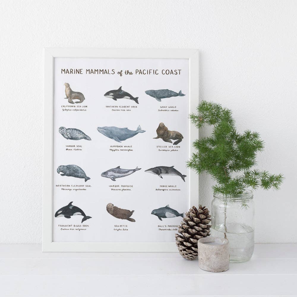 Yardia Home Marine Mammals of the Pacific Coast 11x14 Wall Art Print