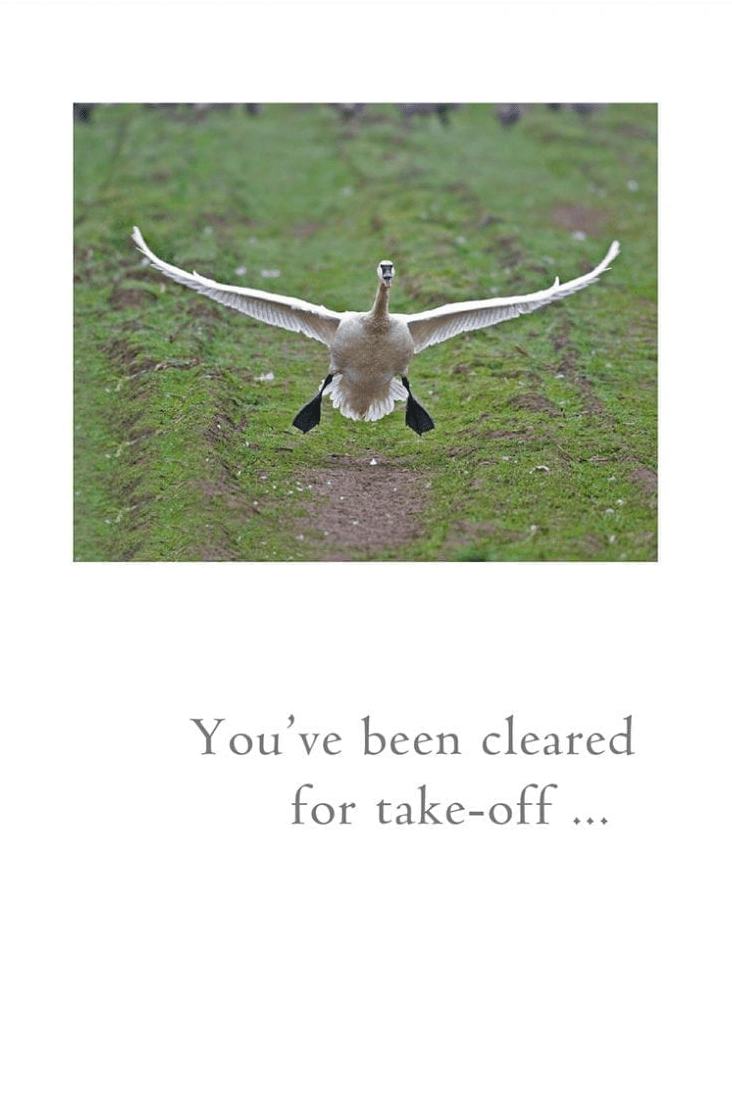 Cardthartic Card Goose Card