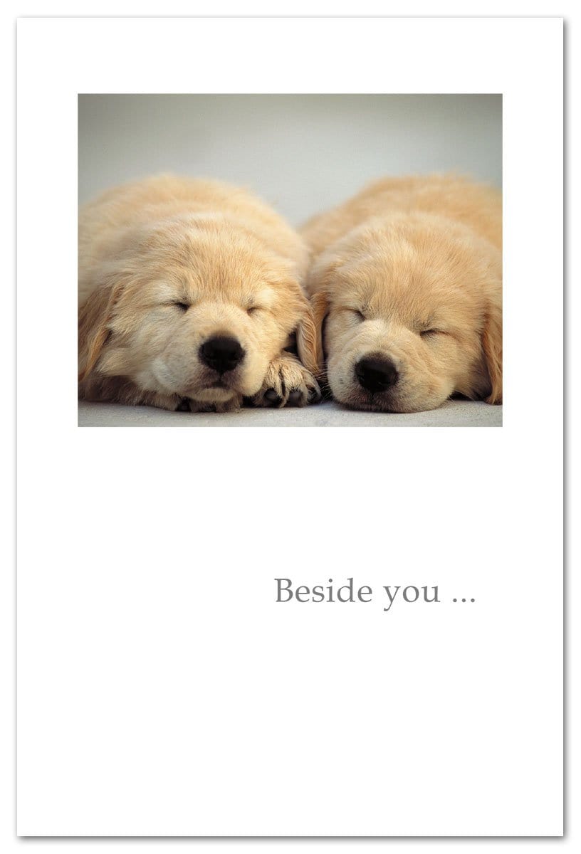 Cardthartic Card Pups Sleeping Anniversary Card