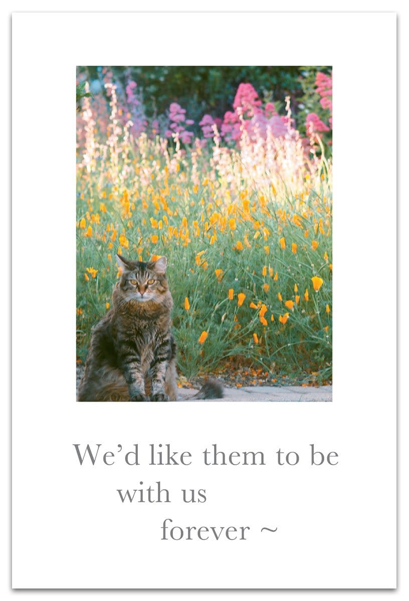Cardthartic Card Wildflowers Pet Sympathy Card