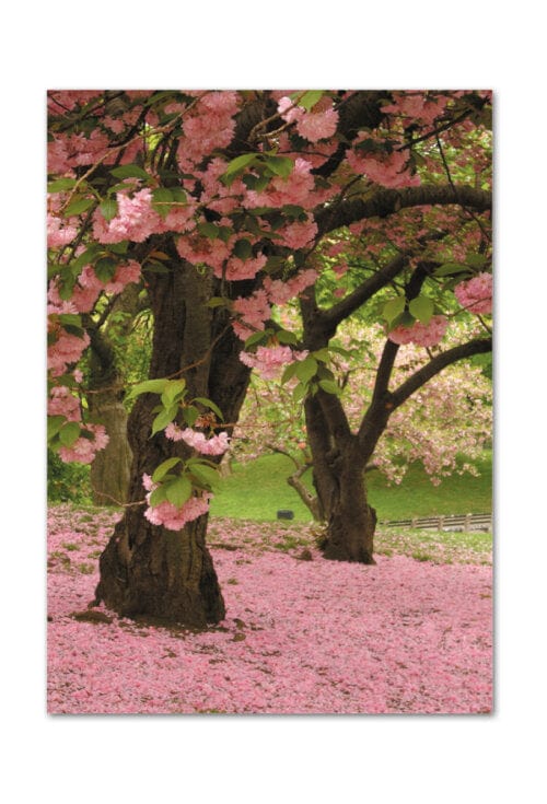 Cardthartic Two Cherry Blossom Trees Condolence Card