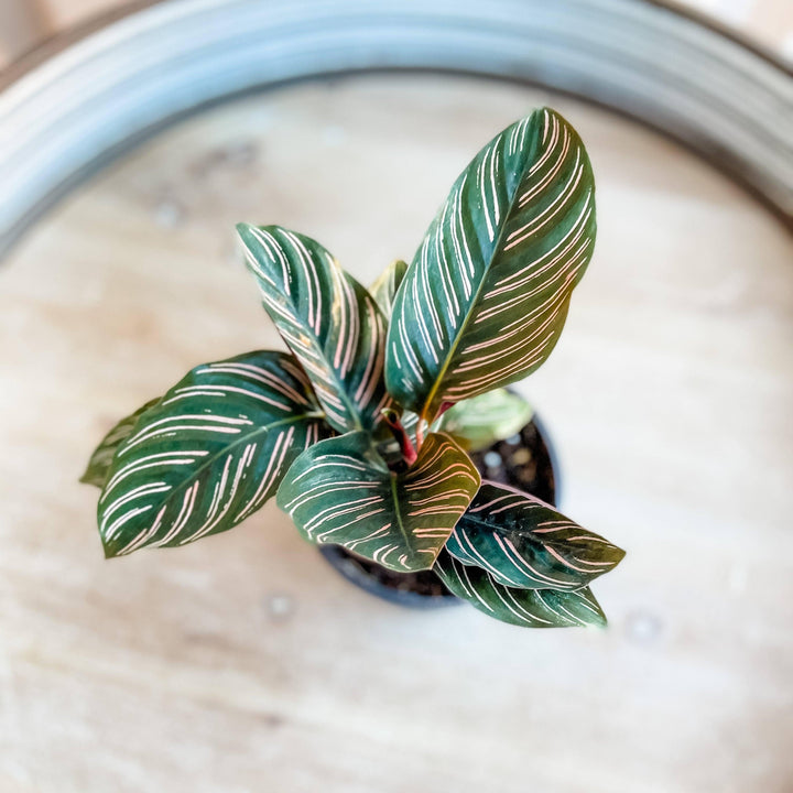 Pin Stripe Calathea Plant Cascade Tropicals 