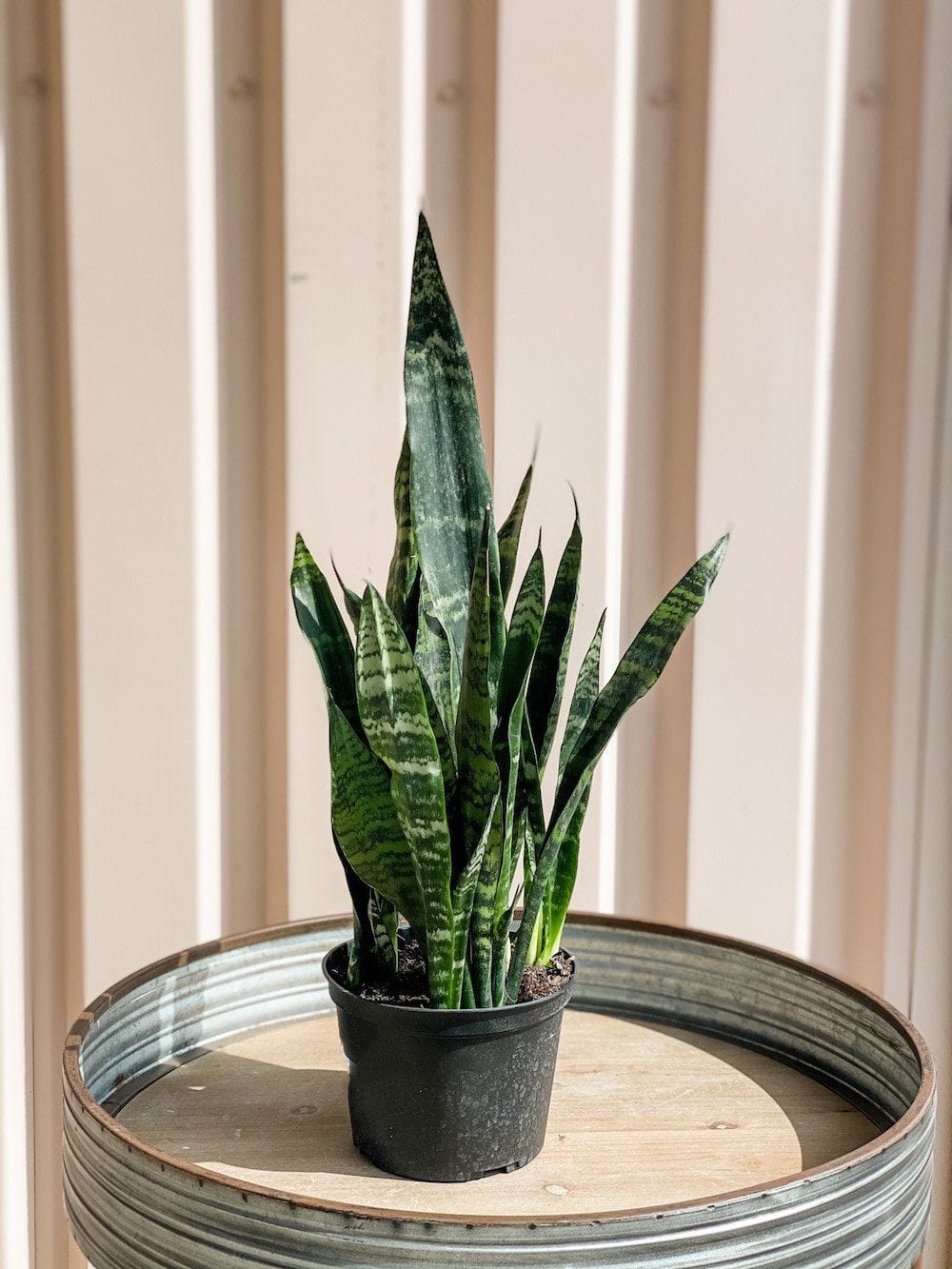 Sansevieria Trifasciata Black Coral (Snake Plant) Plant Cascade Tropicals 6" Sansevieria Black Coral 