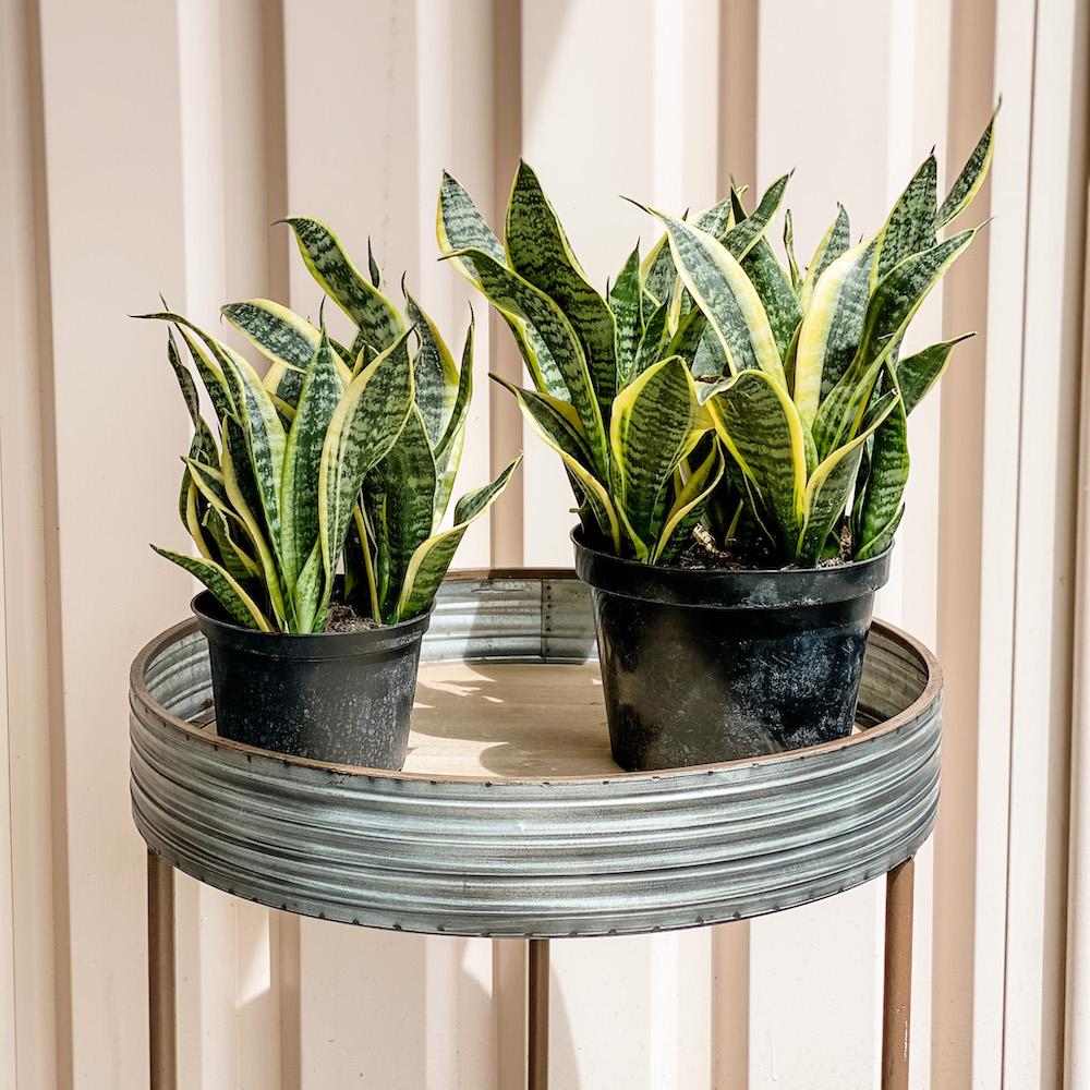 Cascade Tropicals Plant 6" Sansevieria Trifasciata Futura Superba (Snake Plant) - Sale