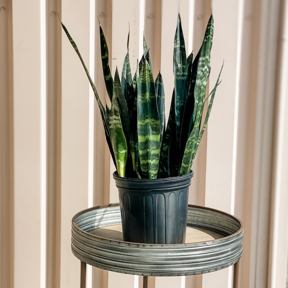 Sansevieria Trifasciata Black Coral (Snake Plant) Plant Cascade Tropicals 8" Sansevieria Black Coral 