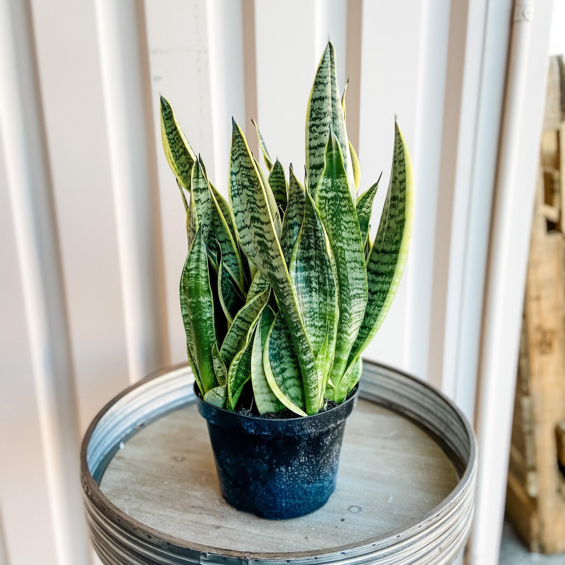 sansevieria futura superba snake plant Sansevieria Trifasciata Futura Superba (Snake Plant)