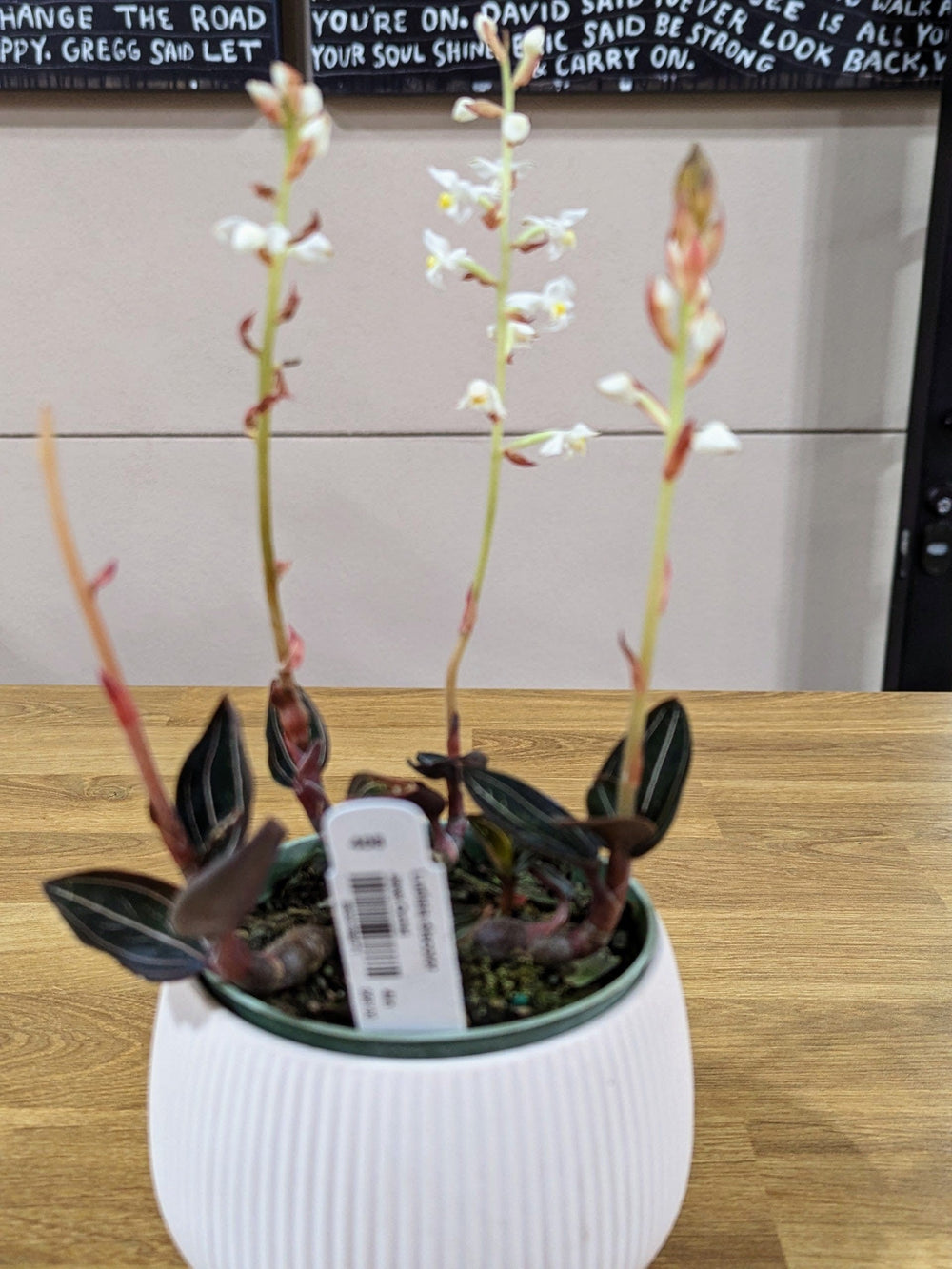 Cascade Tropicals Plant Ludisia Discolor -  Jewel Orchid