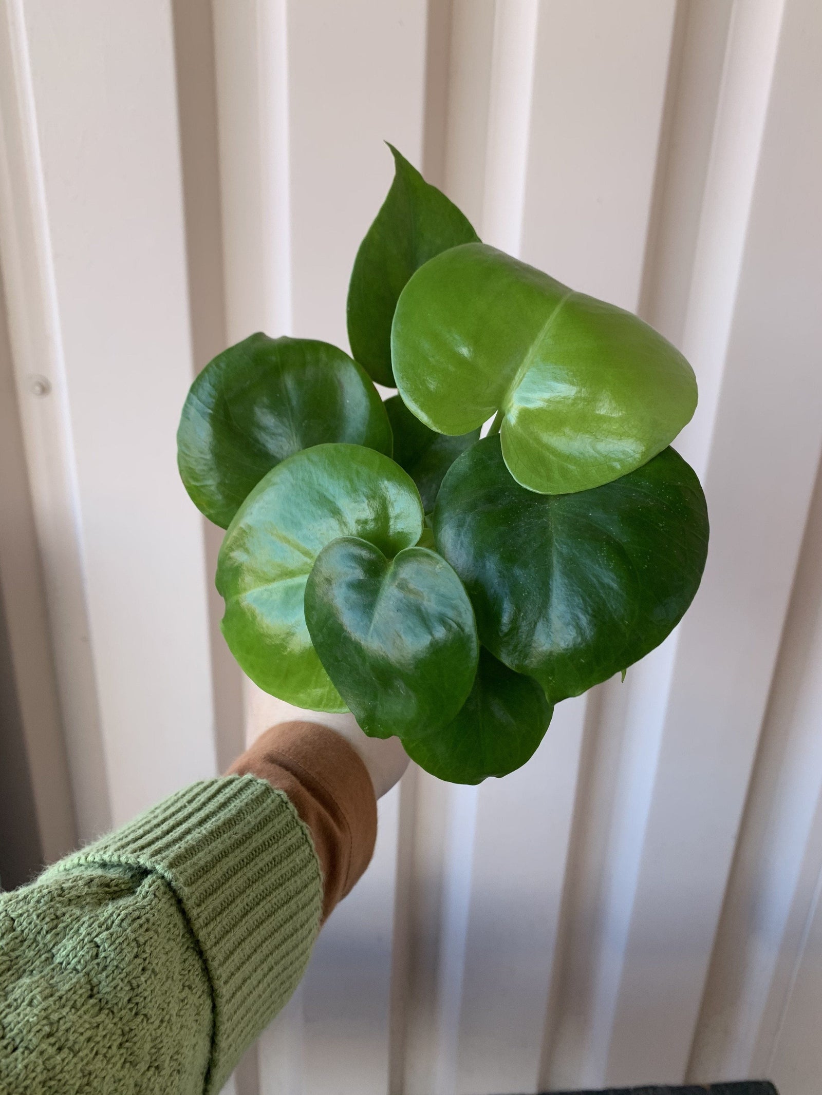 Philodendron Monstera Deliciosa Plant Cascade Tropicals 
