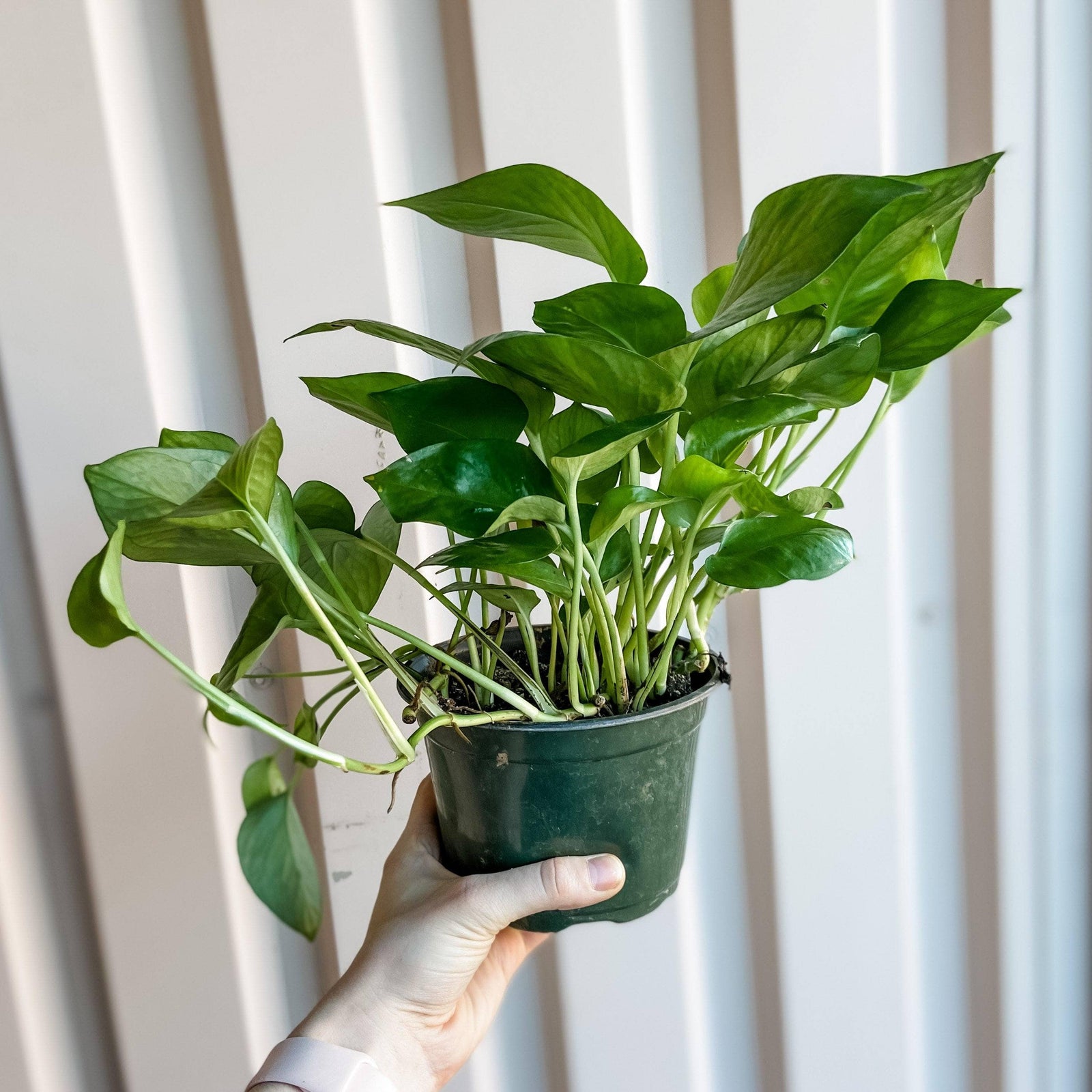 pothos cascade Epipremnum aureum Green Queen - Pothos