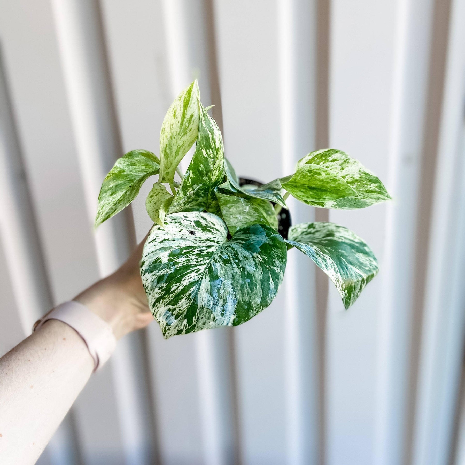 marble pothos nz Epipremnum aureum Marble Queen