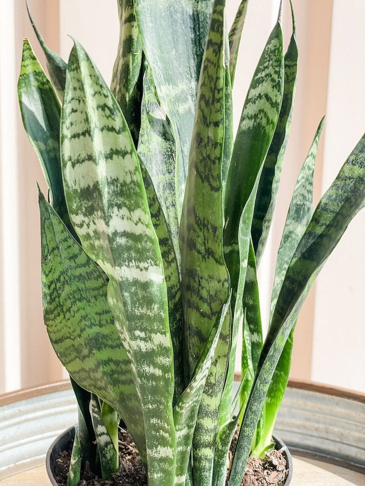 Sansevieria Trifasciata Black Coral (Snake Plant) Plant Cascade Tropicals 