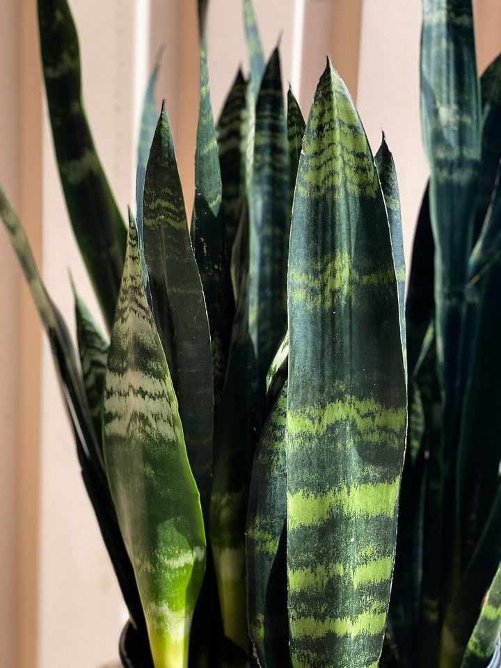 Sansevieria Trifasciata Black Coral (Snake Plant) Plant Cascade Tropicals 