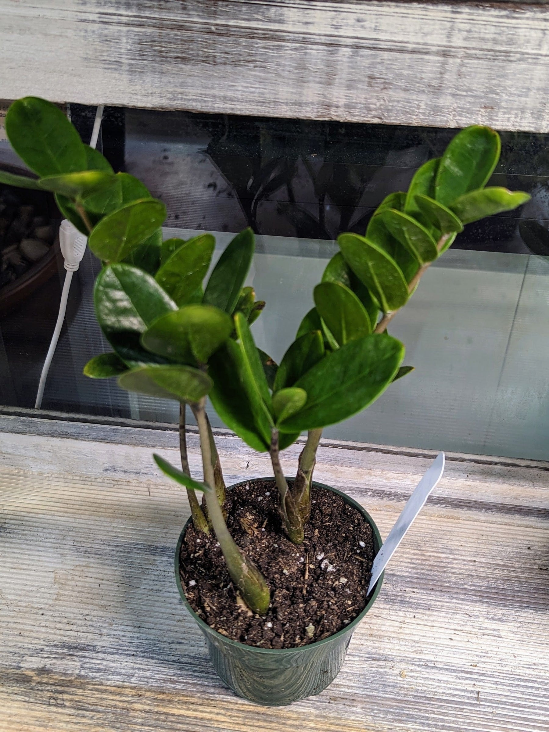 zz plant is lucky plant Zamioculcas zamiifolia, ZZ Plant Plant in 4 inch Pot