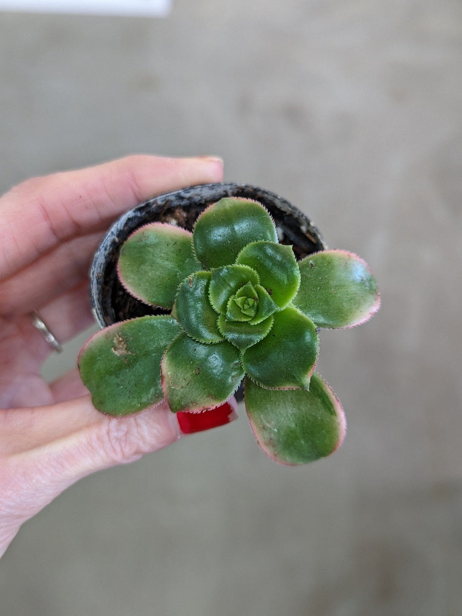 Cascade Tropicals Plants 2" Aeonium Starburst