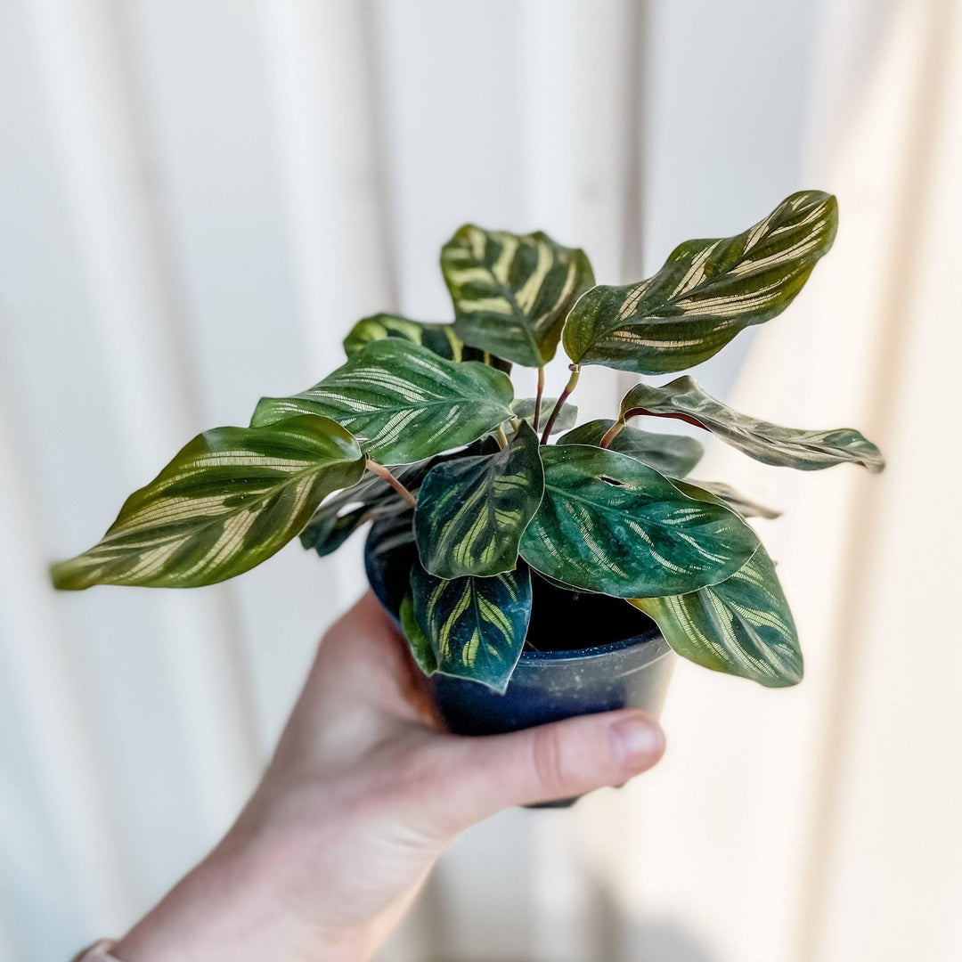 Cascade Tropicals Plants 4" Calathea makoyana Peacock Plant