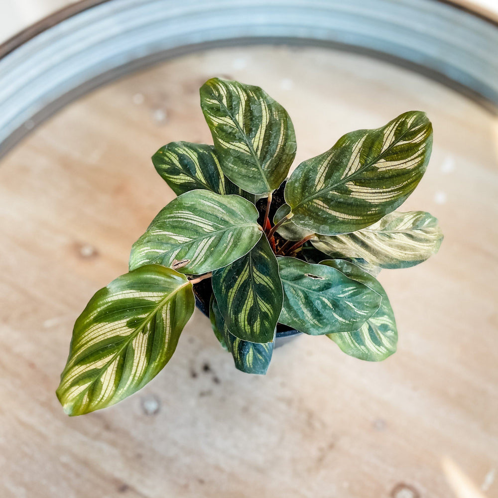 Cascade Tropicals Plants 4" Calathea makoyana Peacock Plant