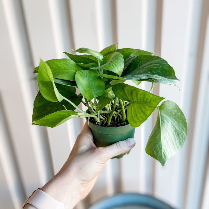 Cascade Tropicals Plants 4" Epipremnum Aureum - Gold Pothos