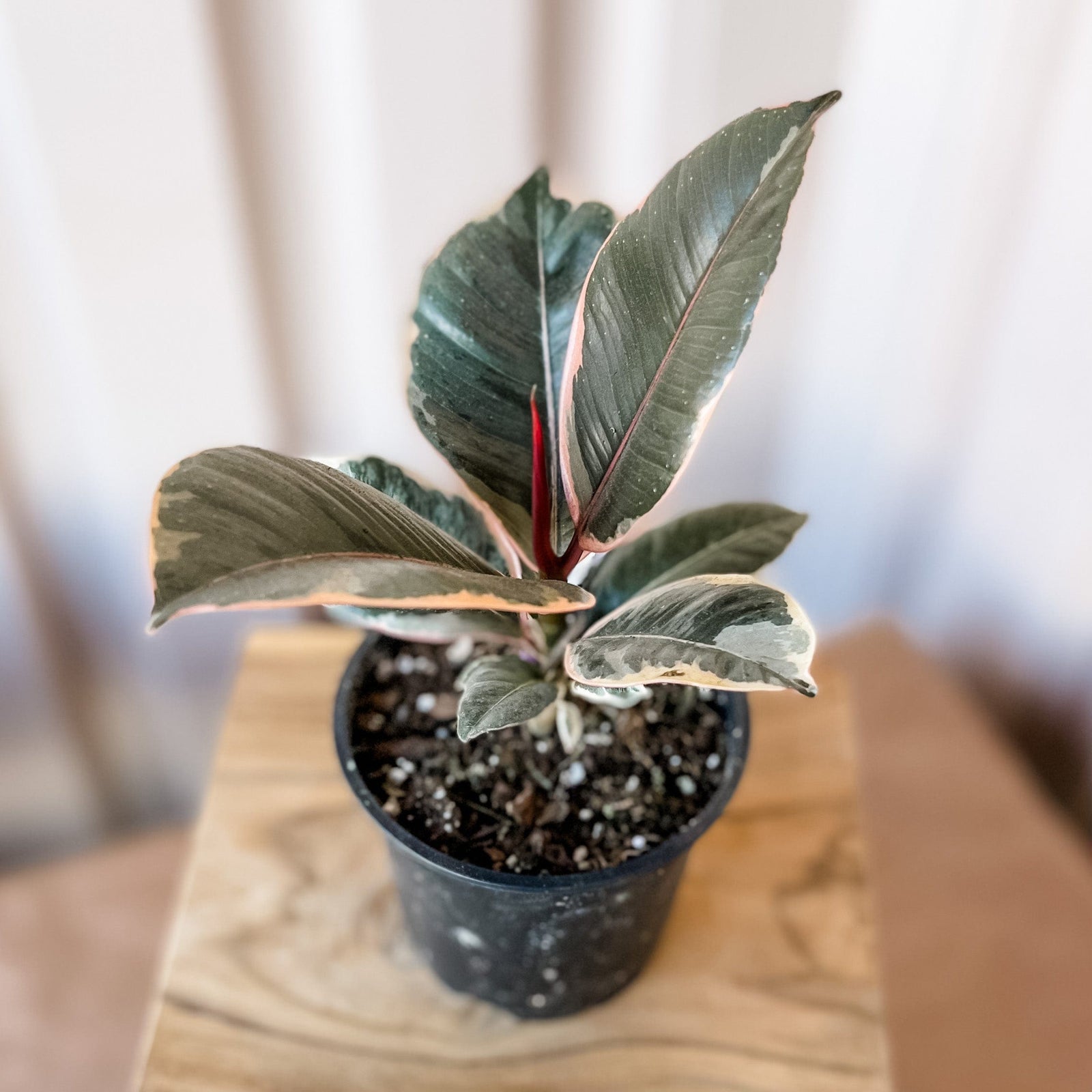 Cascade Tropicals Plants 4" Ficus elastica Tineke - Rubber Tree