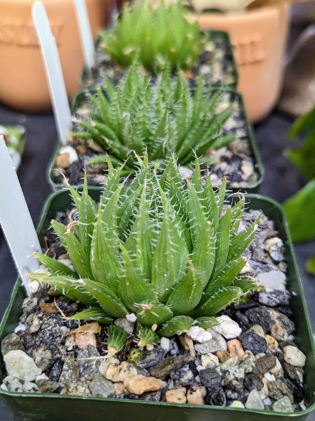 Cascade Tropicals Plants 4" Haworthia arachnoidea - Paper Rose Haworthia