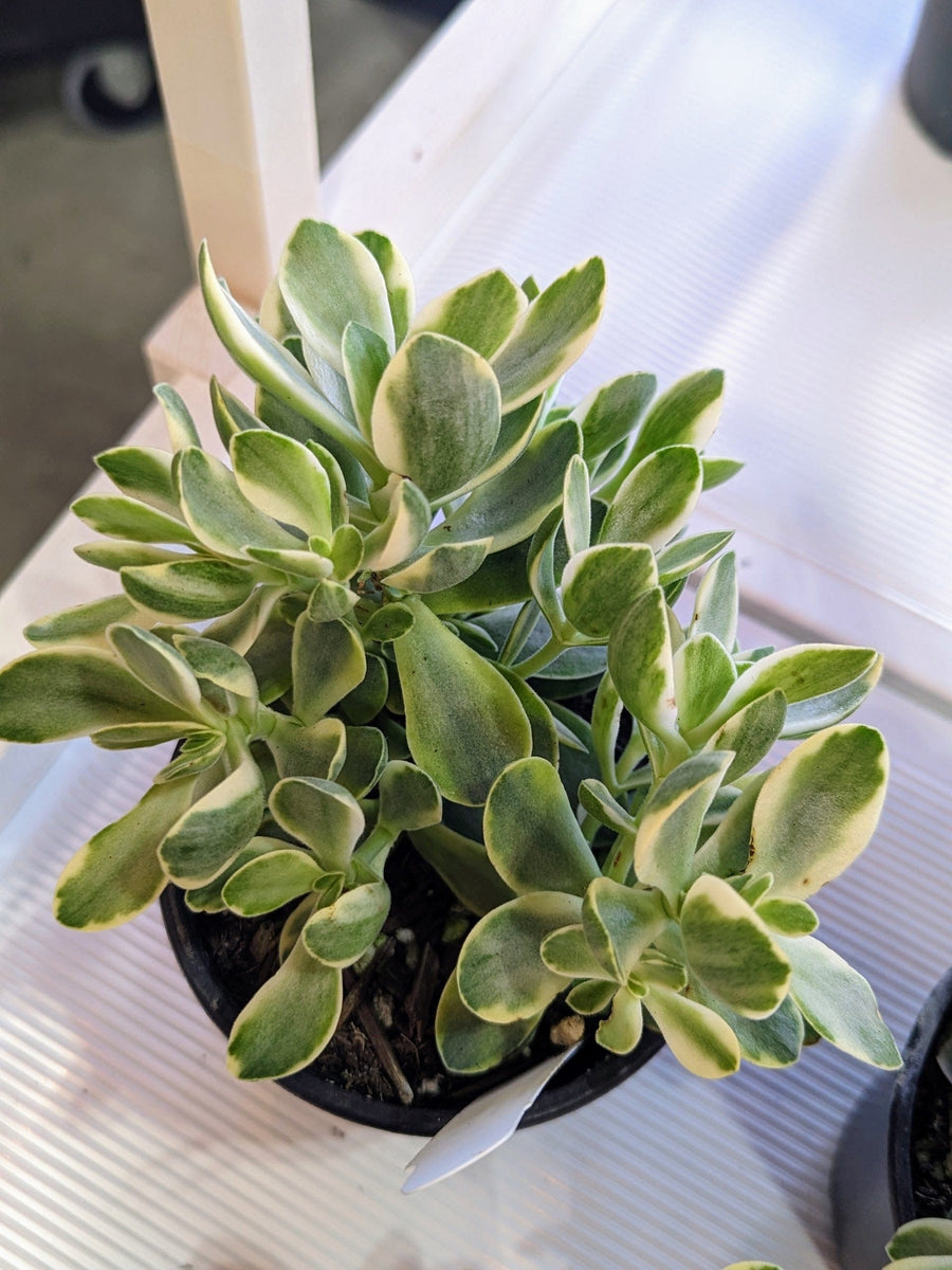 Cascade Tropicals Plants 4in Crassula swaziensis variegata - Jade Plant