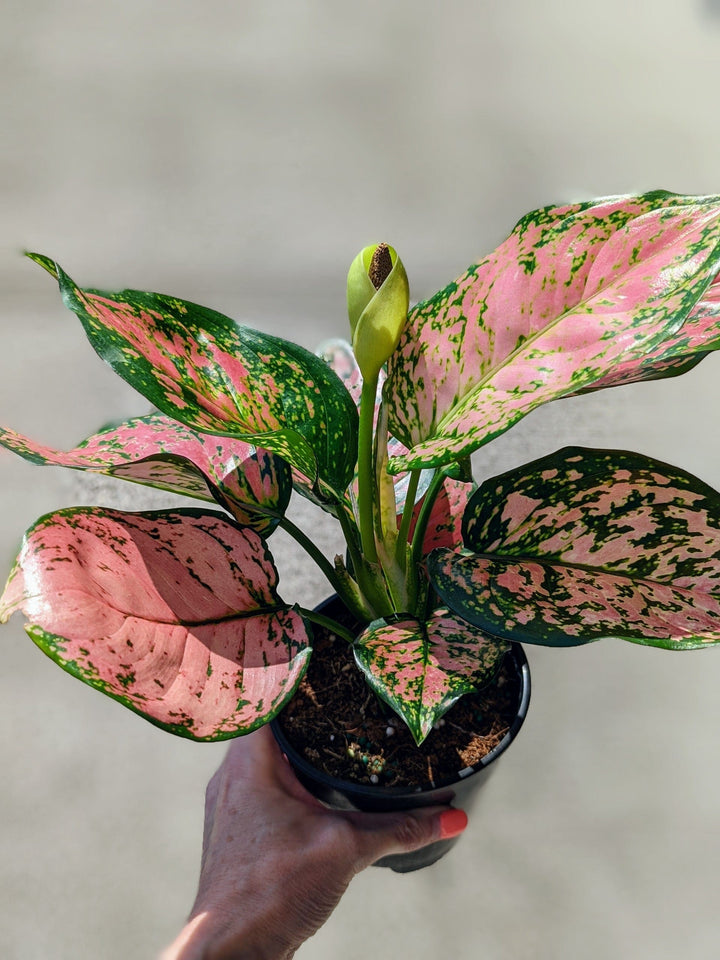 Cascade Tropicals Plants 5" Aglaonema Lady Valentine - Chinese Evergreen