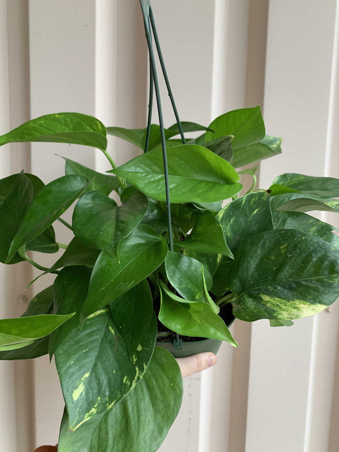 Cascade Tropicals Plants 6" Epipremnum Aureum - Gold Pothos