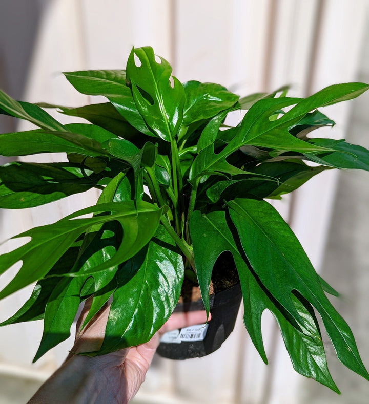Cascade Tropicals Plants 6" Epipremnum pinnatum Baltic Blue - Pothos