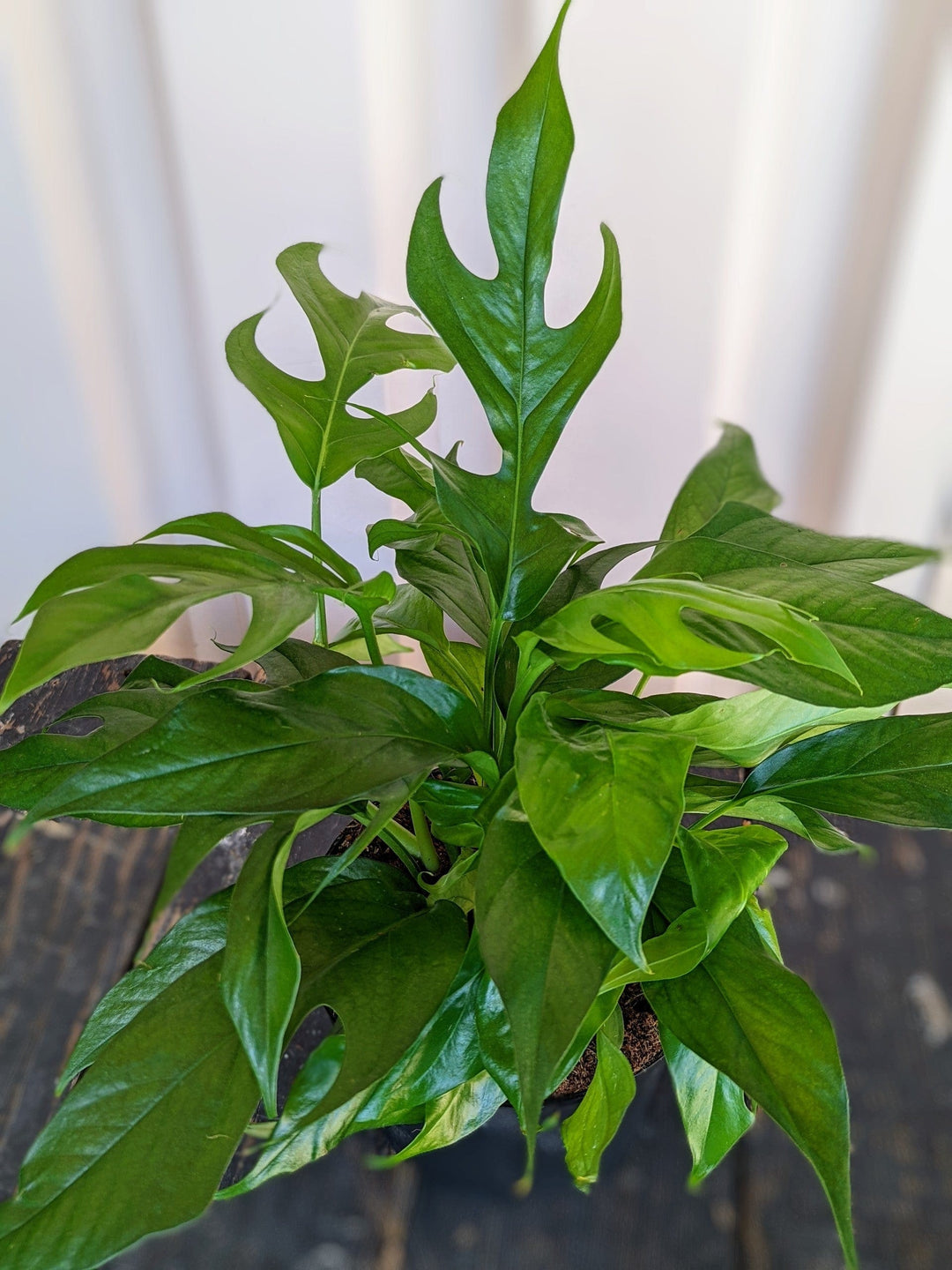 Cascade Tropicals Plants 6" Epipremnum pinnatum Baltic Blue - Pothos