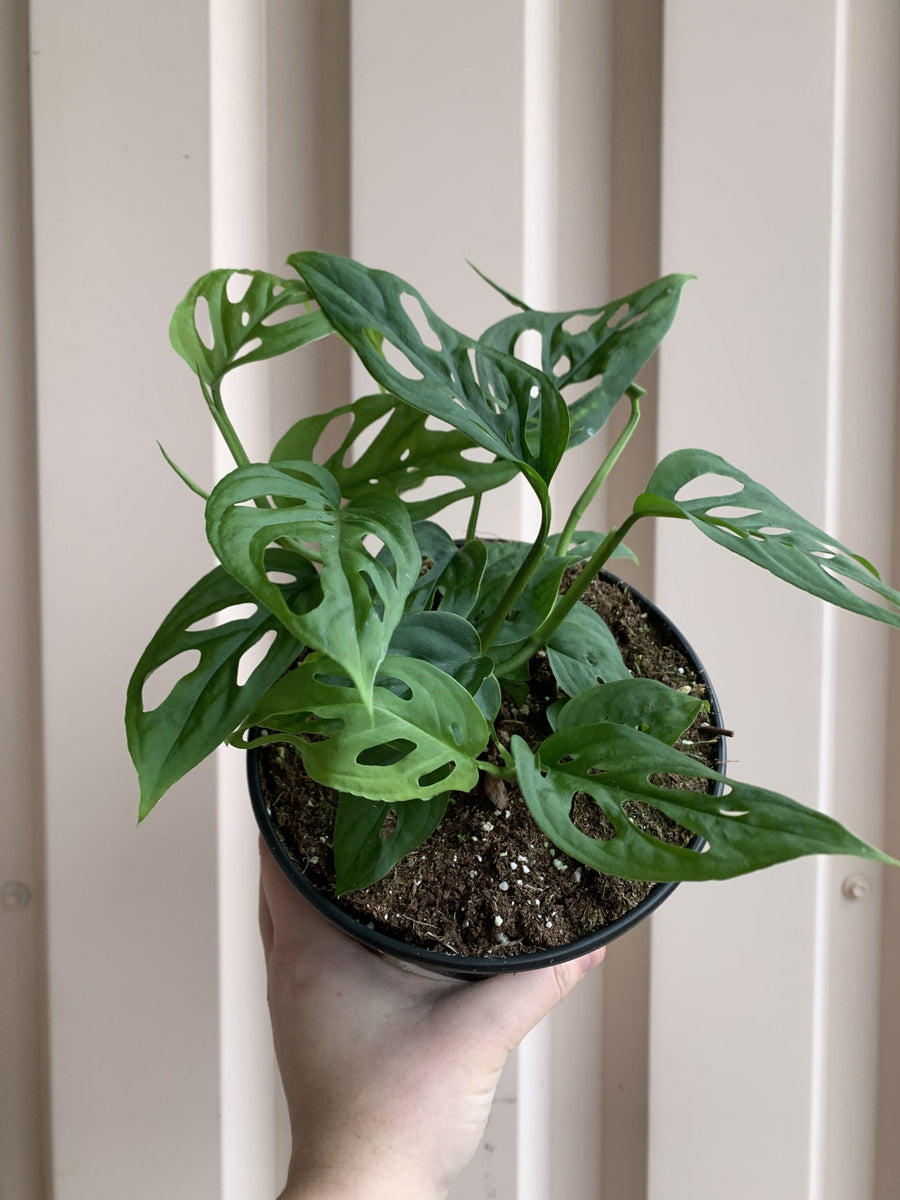 Cascade Tropicals Plants 6" Philodendron Monstera Adansonii - Swiss Cheese Plant