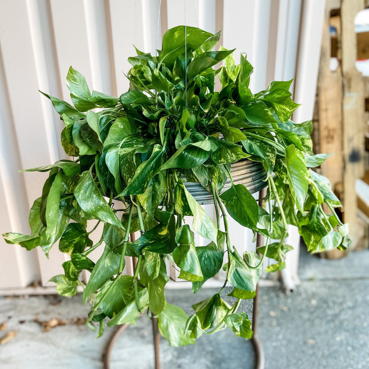 Cascade Tropicals Plants 8" HB Epipremnum Aureum - Gold Pothos