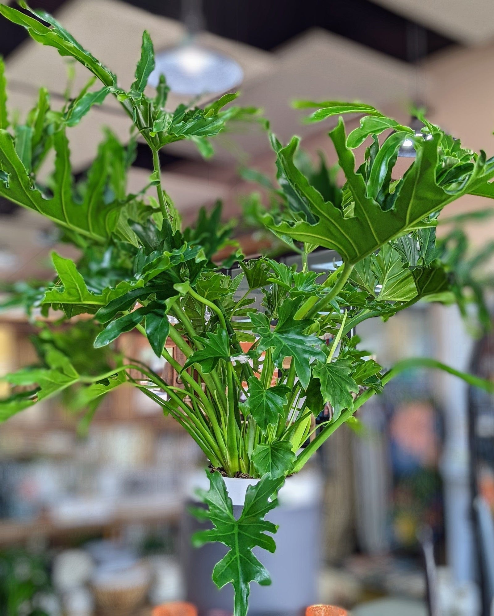 Cascade Tropicals Plants 8" Philodendron - Lickety Split