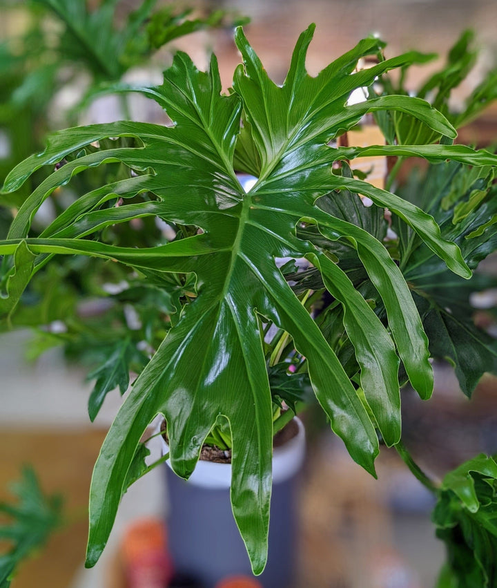 Cascade Tropicals Plants 8" Philodendron - Lickety Split