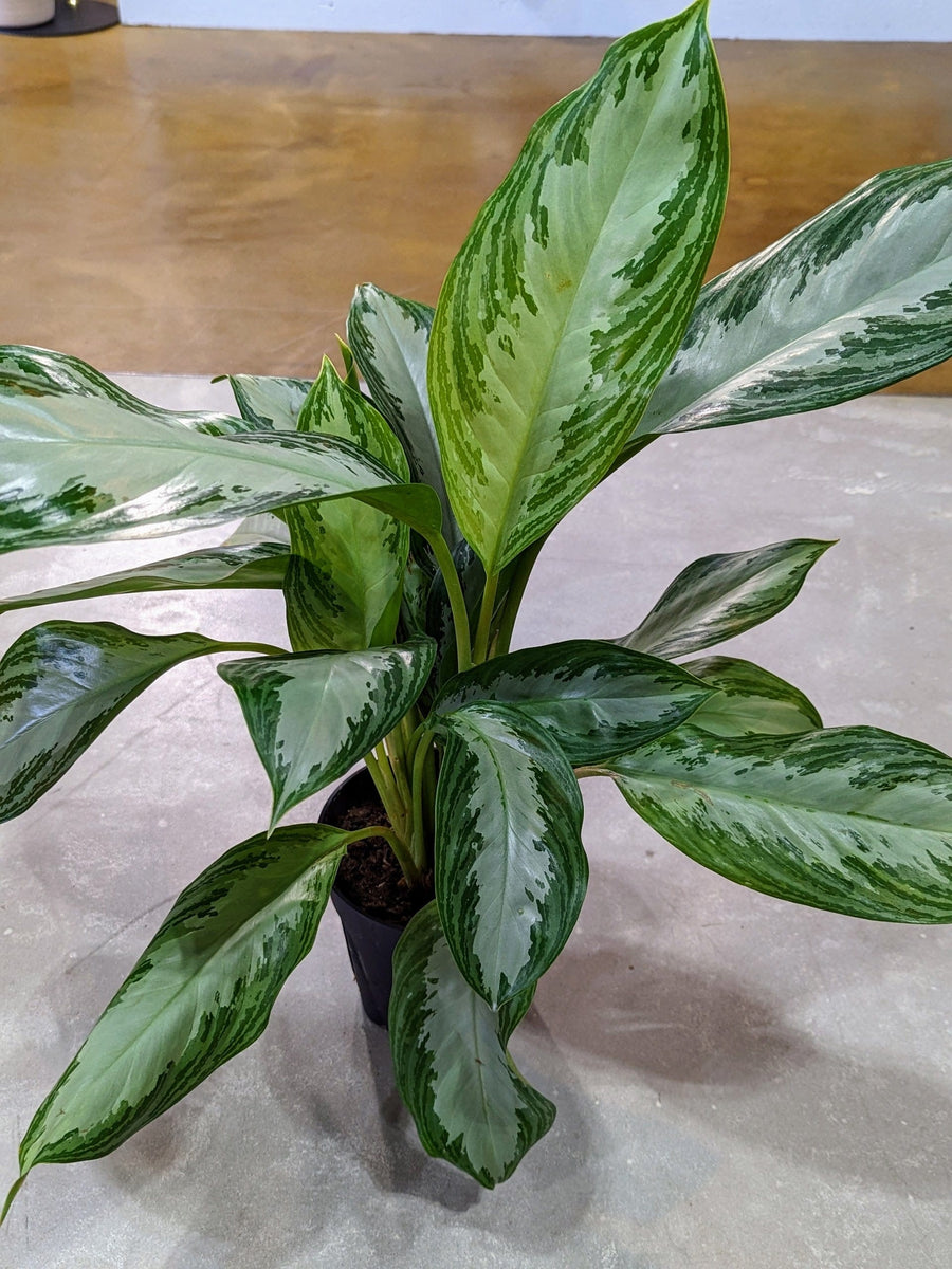 Cascade Tropicals Plants Aglaonema Silver Bay - Chinese Evergreen
