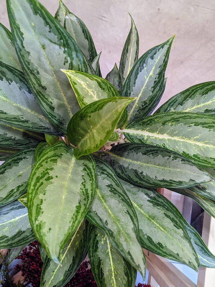 Cascade Tropicals Plants Aglaonema White Rain - Chinese Evergreen