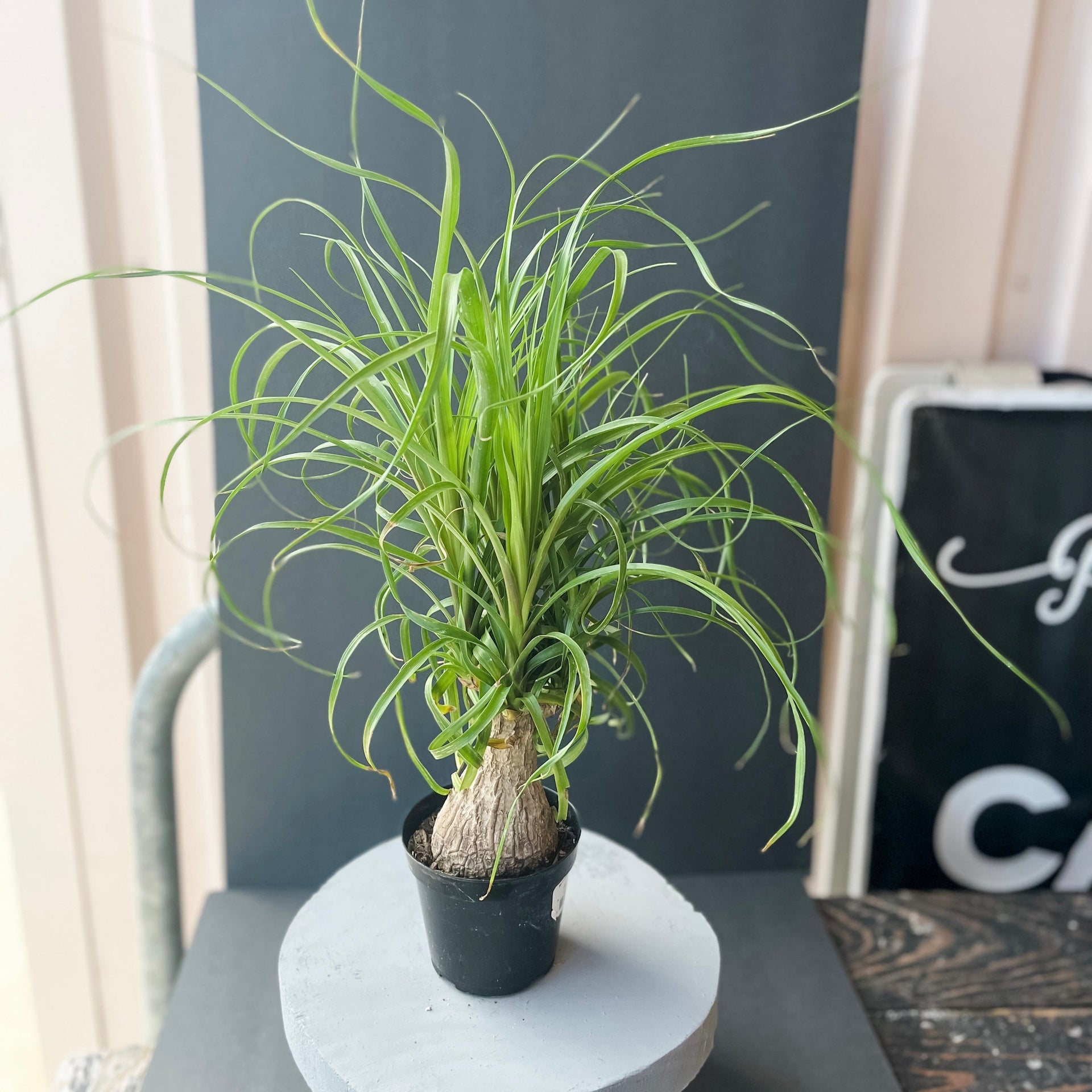 ponytail palm wax cap Beaucarnea recurvata stump - Ponytail Palm